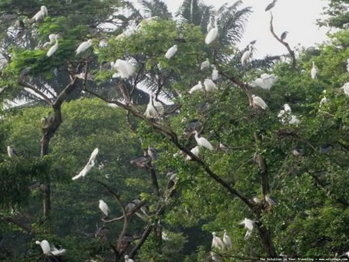 Taman Burung Sukamandi: koleksi burung eksotis.