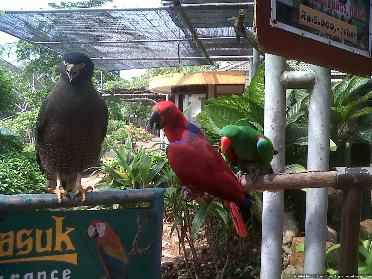 Taman Burung Sukamandi, koleksi burung eksotis.