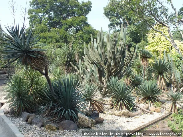 Taman Meksiko: keindahan flora eksotis