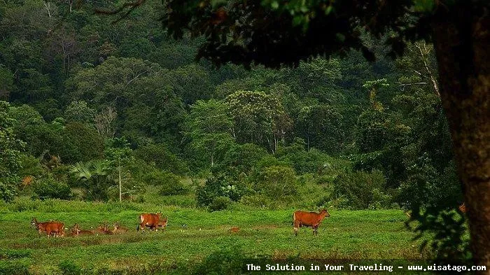 Taman Nasional Alas Purwo yang misterius