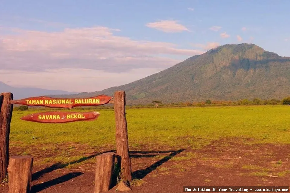 Taman Nasional Baluran: Savana Afrika Indonesia