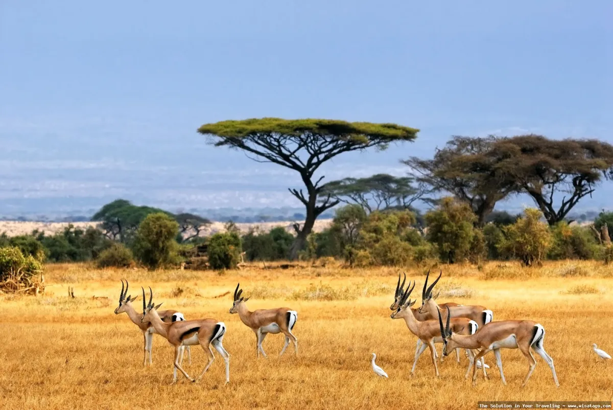 Taman Nasional Baluran: Savana Bekol menawan