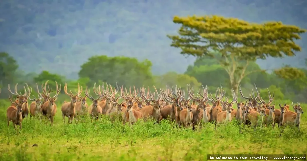 Taman Nasional Baluran: Savana Afrika Indonesia