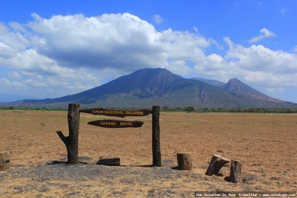 Taman Nasional Baluran: Savana Afrika Indonesia