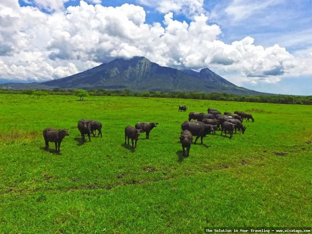 Taman Nasional Baluran: Savana Afrika Indonesia
