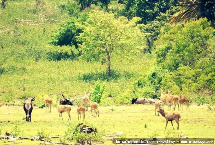 Taman Nasional Meru Betiri, keindahan alami