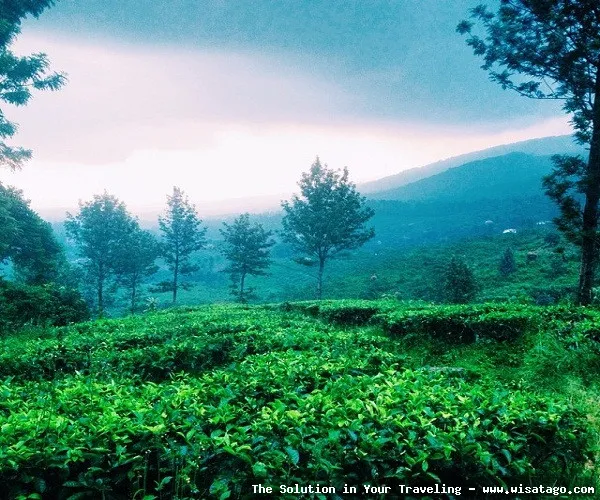 Taman Riung Gunung yang asri hijau