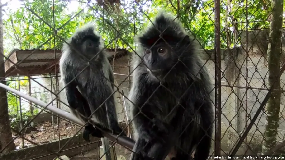 Taman Rusa Aceh Besar yang asri