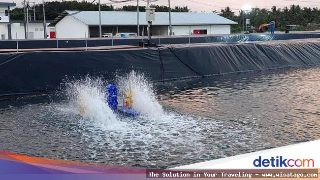 Tambak Baru, budidaya udang vaname