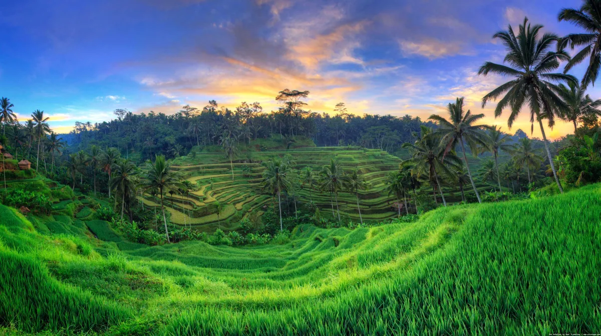 Ubud: sawah hijau terasering alami