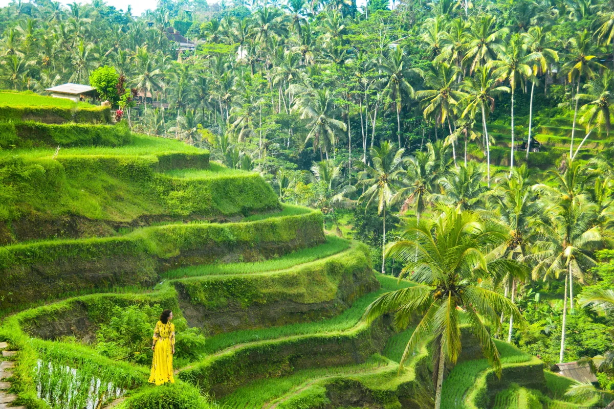 Ubud: sawah hijau yang menenangkan