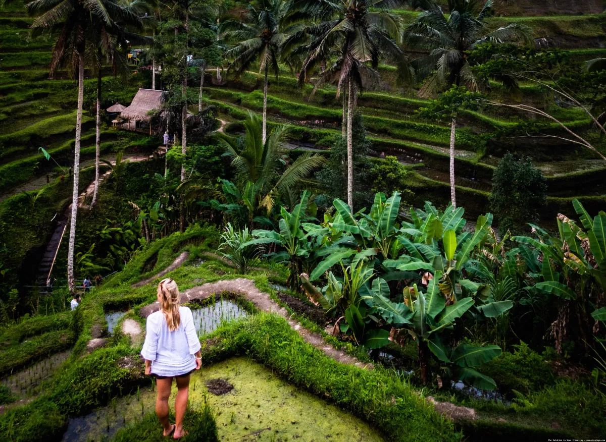 Ubud: sawah terasering yang menawan
