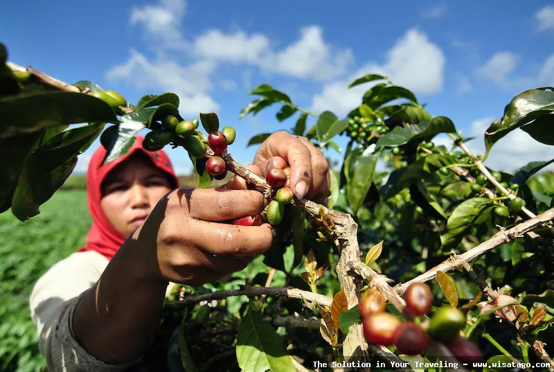 Wisata Agro Kopi Kalisat: Tips, Harga Tiket, Kuliner, Lokasi, Fasilitas dan Spot Wisata Agro Kopi Kalisat: Tips, Harga Tiket, Kuliner, Lokasi, Fasilitas dan Spot
