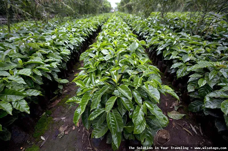 Wisata Agro Kopi Kalisat nan asri
