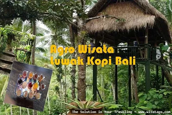 Wisata Agro Kopi Kalisat nan asri