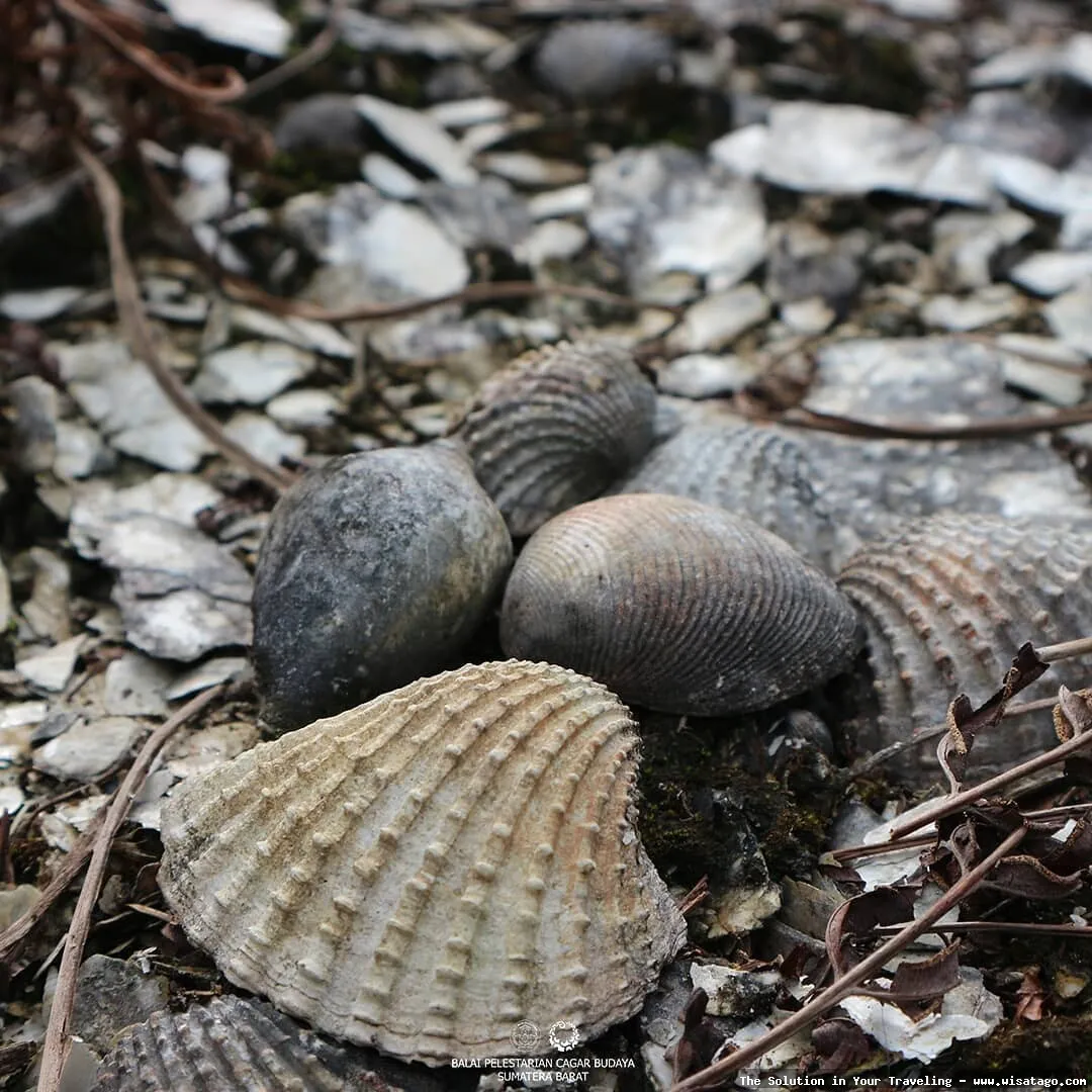Wisata Bukit Kerang yang memukau.