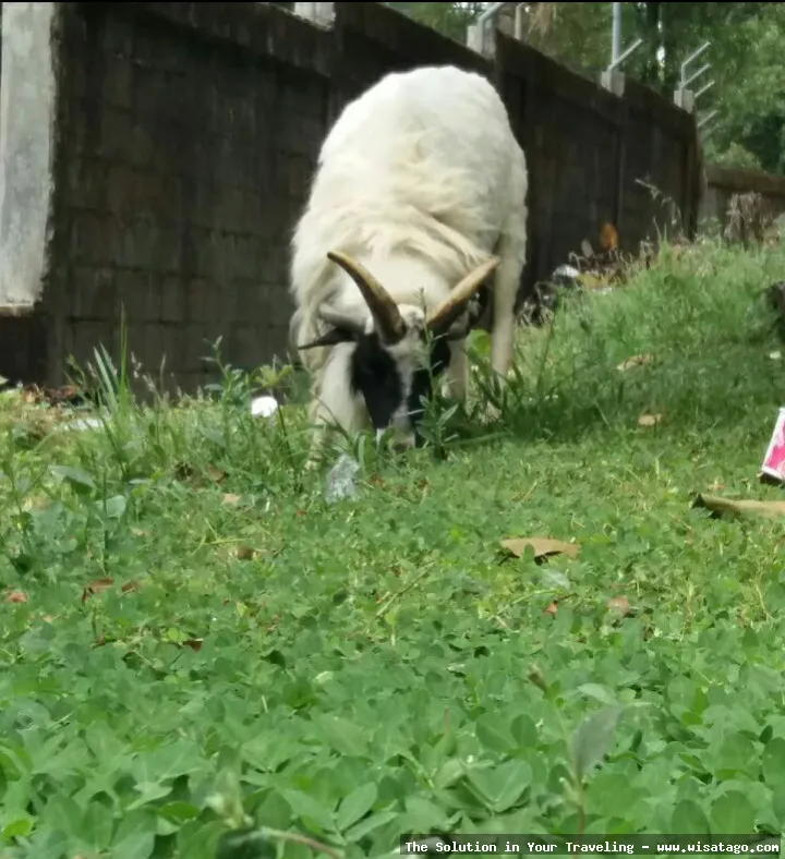 wisata Curug Sidomba yang menawan