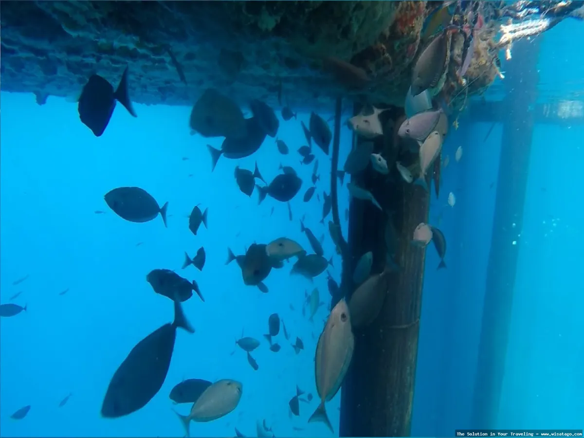 Wisata DERMAGA APUNG SIMEULUE yang memukau