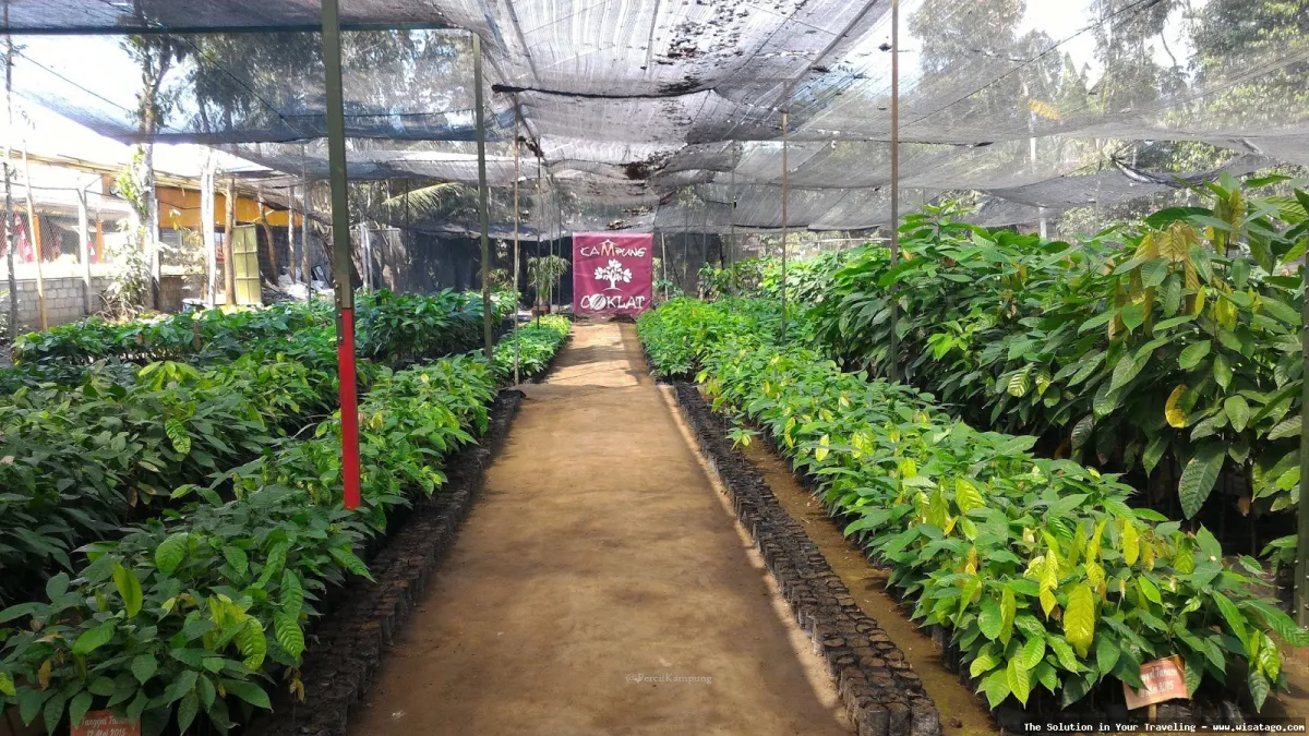 Wisata Edukasi Kampung Cokelat yang menarik