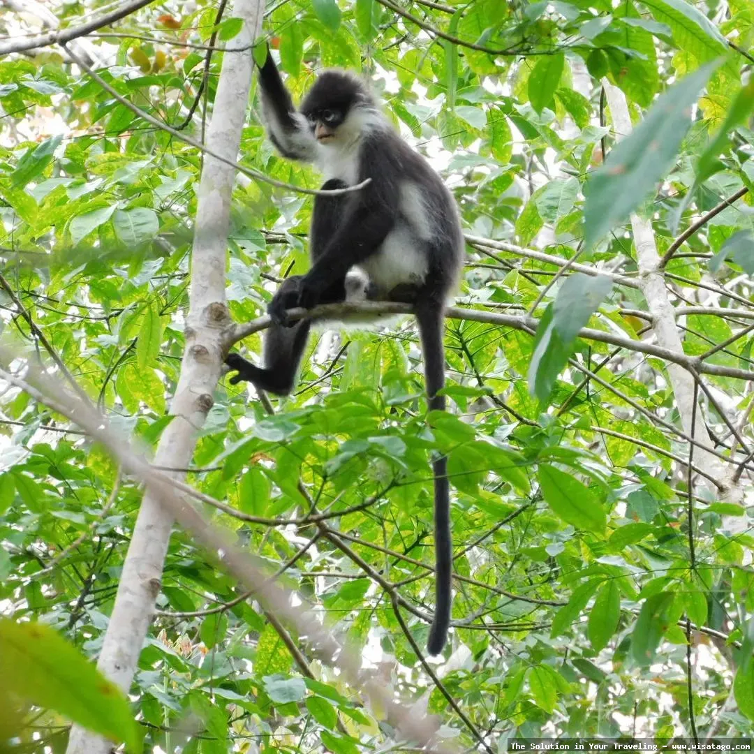 Wisata Fauna Kekah: Tips, Harga Tiket, Kuliner, Lokasi, Fasilitas dan Spot Wisata Fauna Kekah: Tips, Harga Tiket, Kuliner, Lokasi, Fasilitas dan Spot