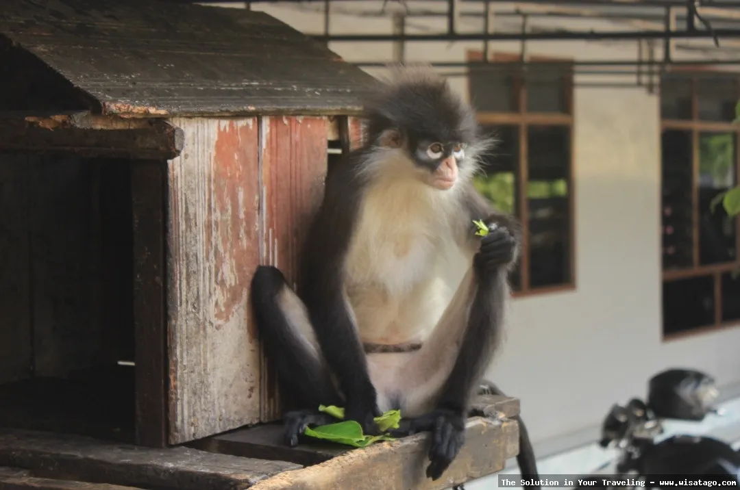 Wisata Fauna Kekah, habitat monyet liar