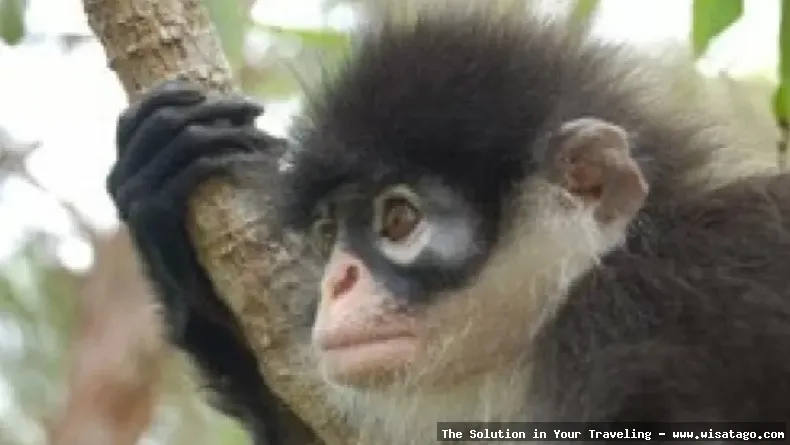 Wisata Fauna Kekah, habitat alami monyet