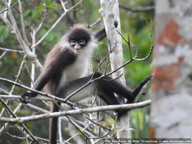 Wisata Fauna Kekah, habitat alami kera