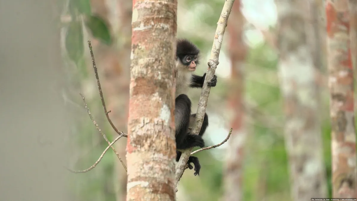 Wisata Fauna Kekah, habitat alami monyet