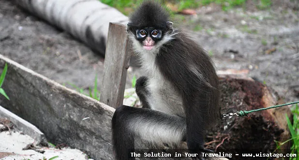 Wisata Fauna Kekah, habitat alami monyet
