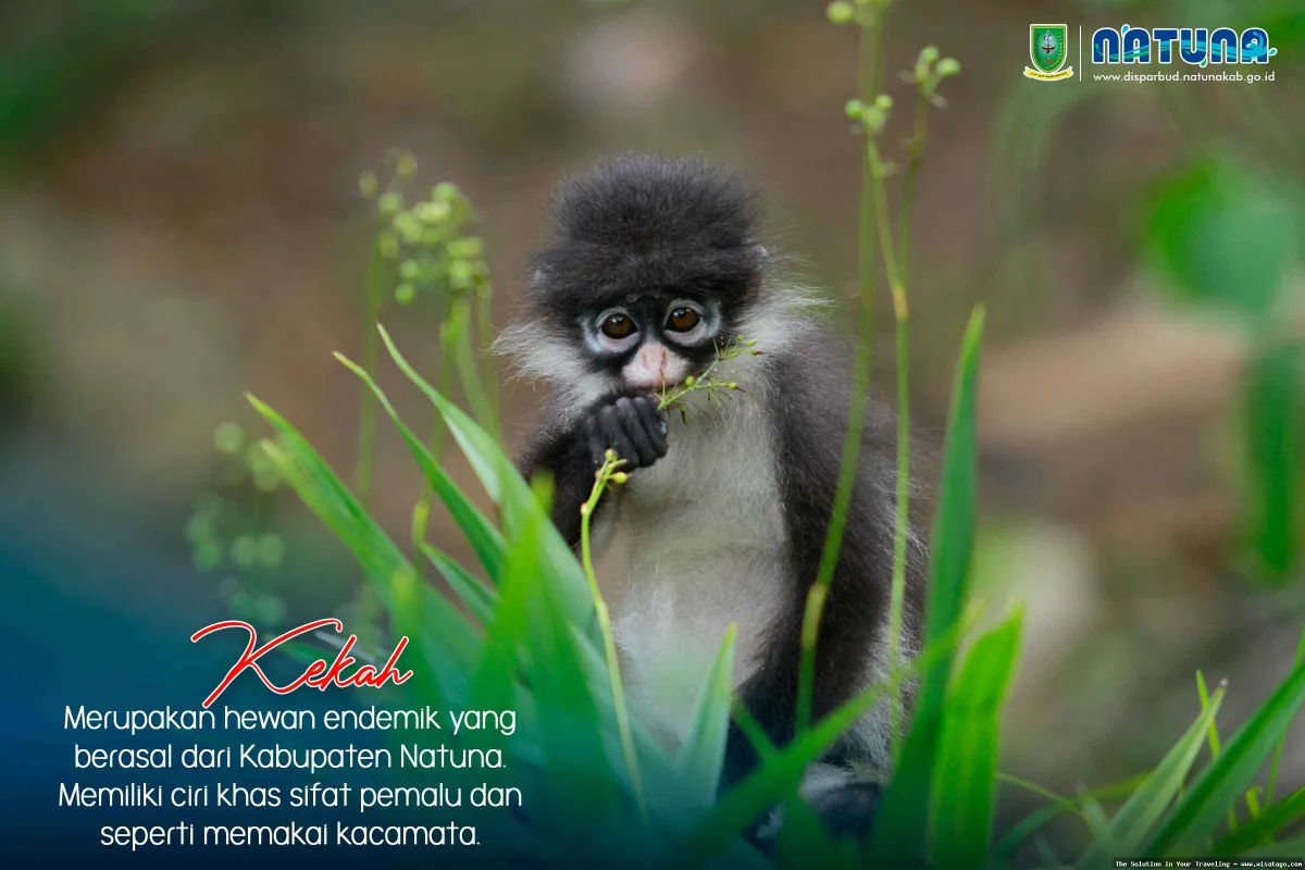 Wisata Fauna Kekah, habitat alami monyet