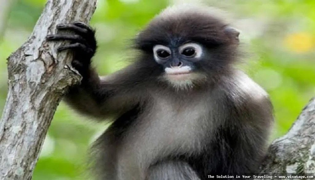Wisata Fauna Kekah, habitat alami monyet