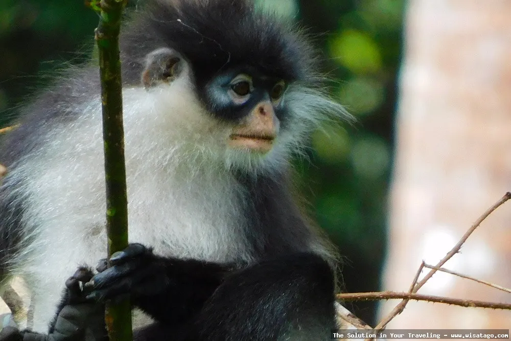 Wisata Fauna Kekah, interaksi satwa liar