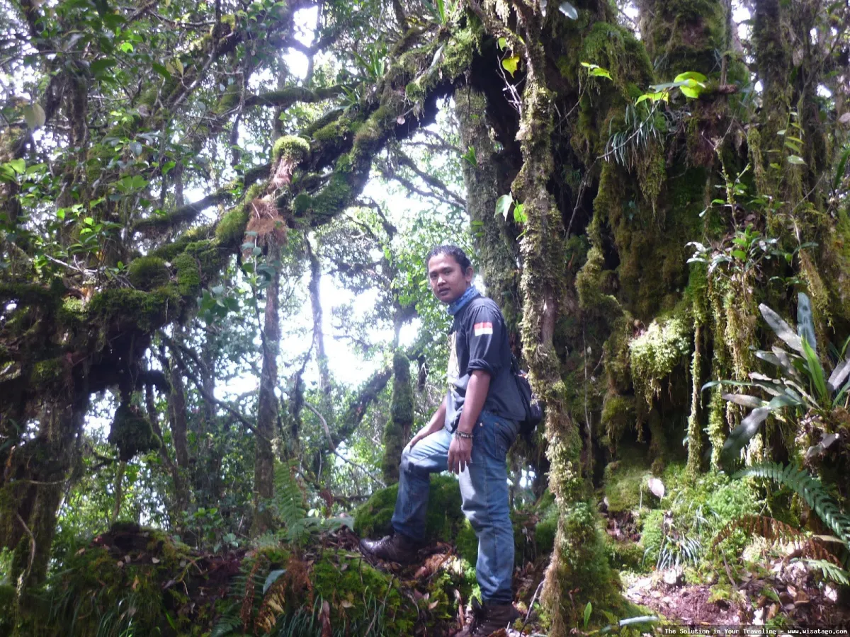 Wisata Gunung Masurai: pemandangan alam indah