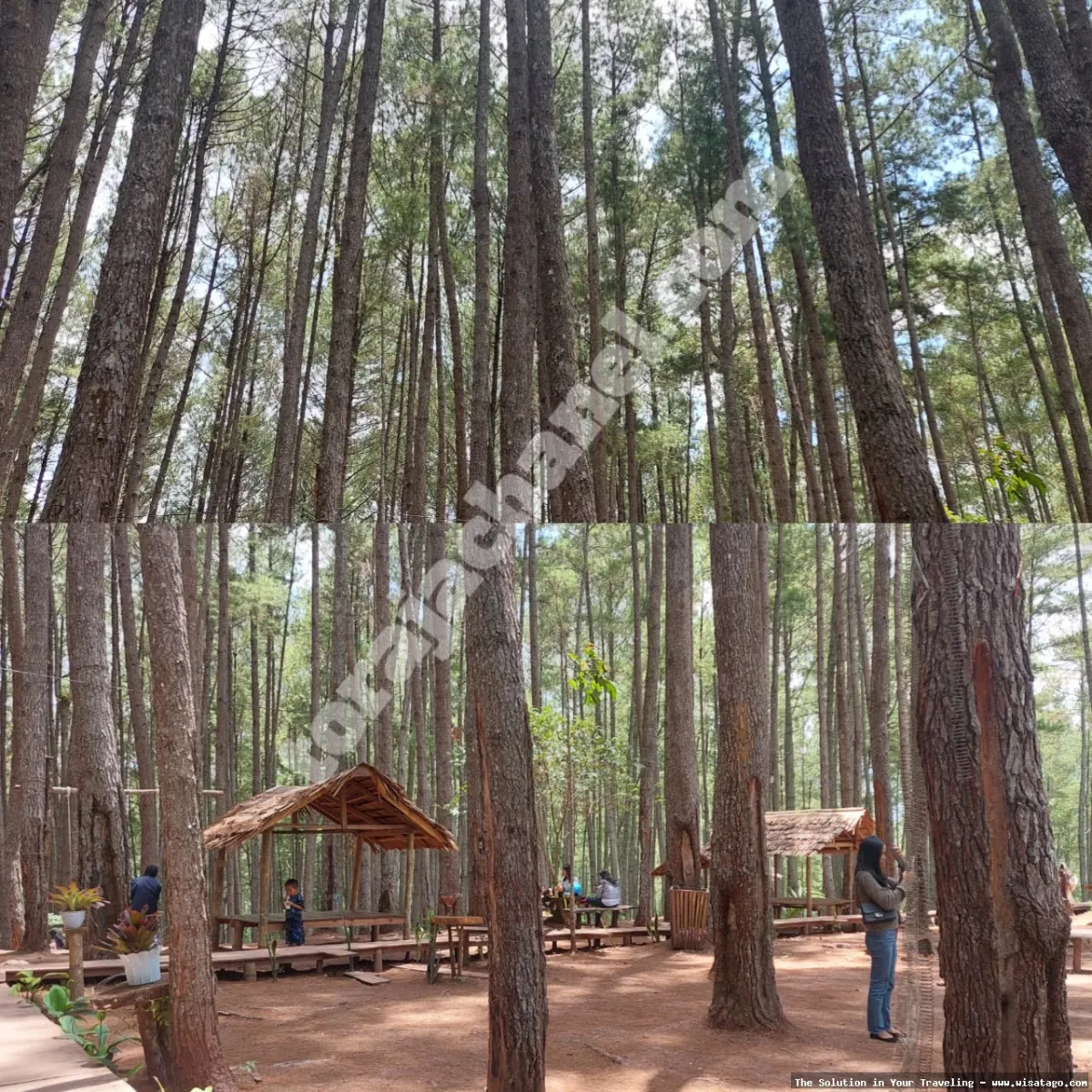 Wisata Hutan Pinus Buntudatu yang mempesona