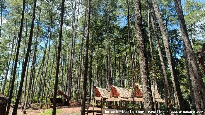 Wisata Hutan Pinus Buntudatu yang asri