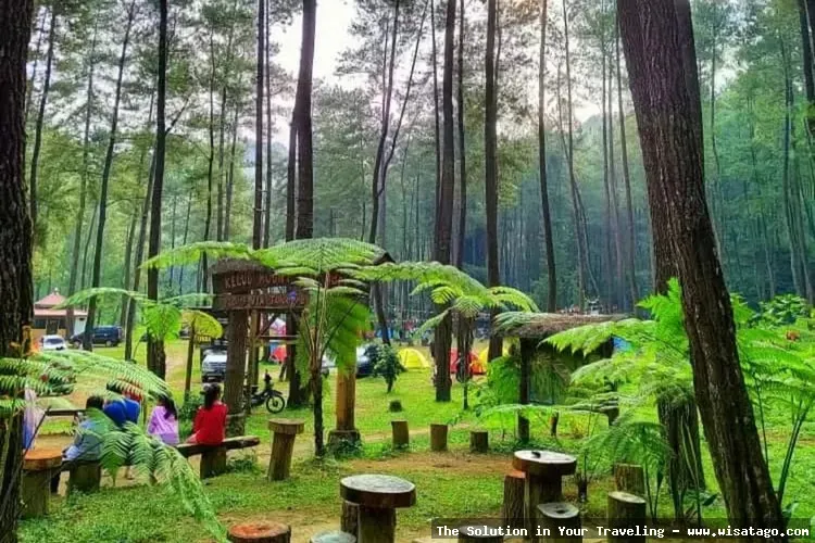 Wisata Hutan Pinus Buntudatu yang mempesona