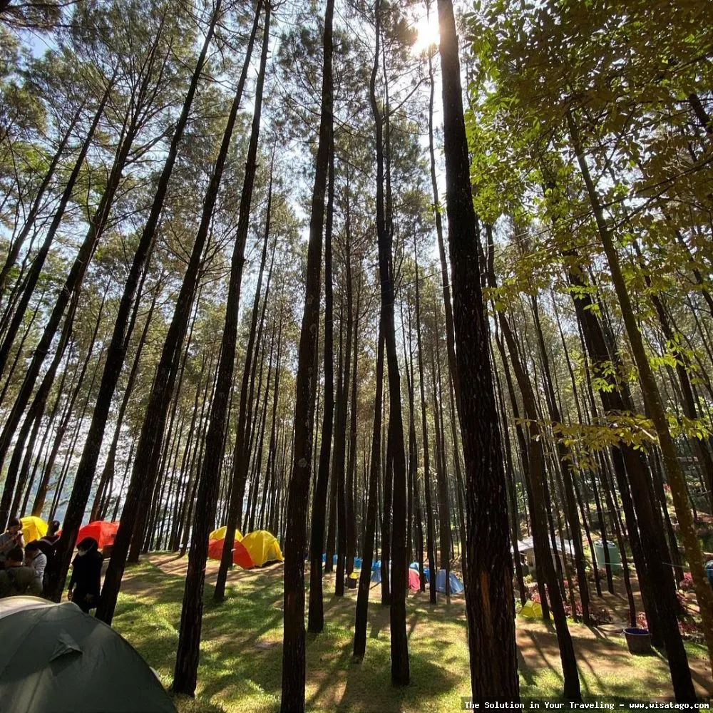 Wisata Hutan Pinus Buntudatu yang mempesona