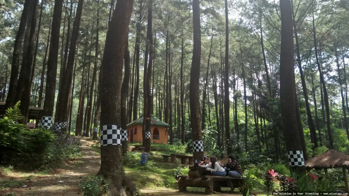 Wisata Hutan Pinus Buntudatu yang asri