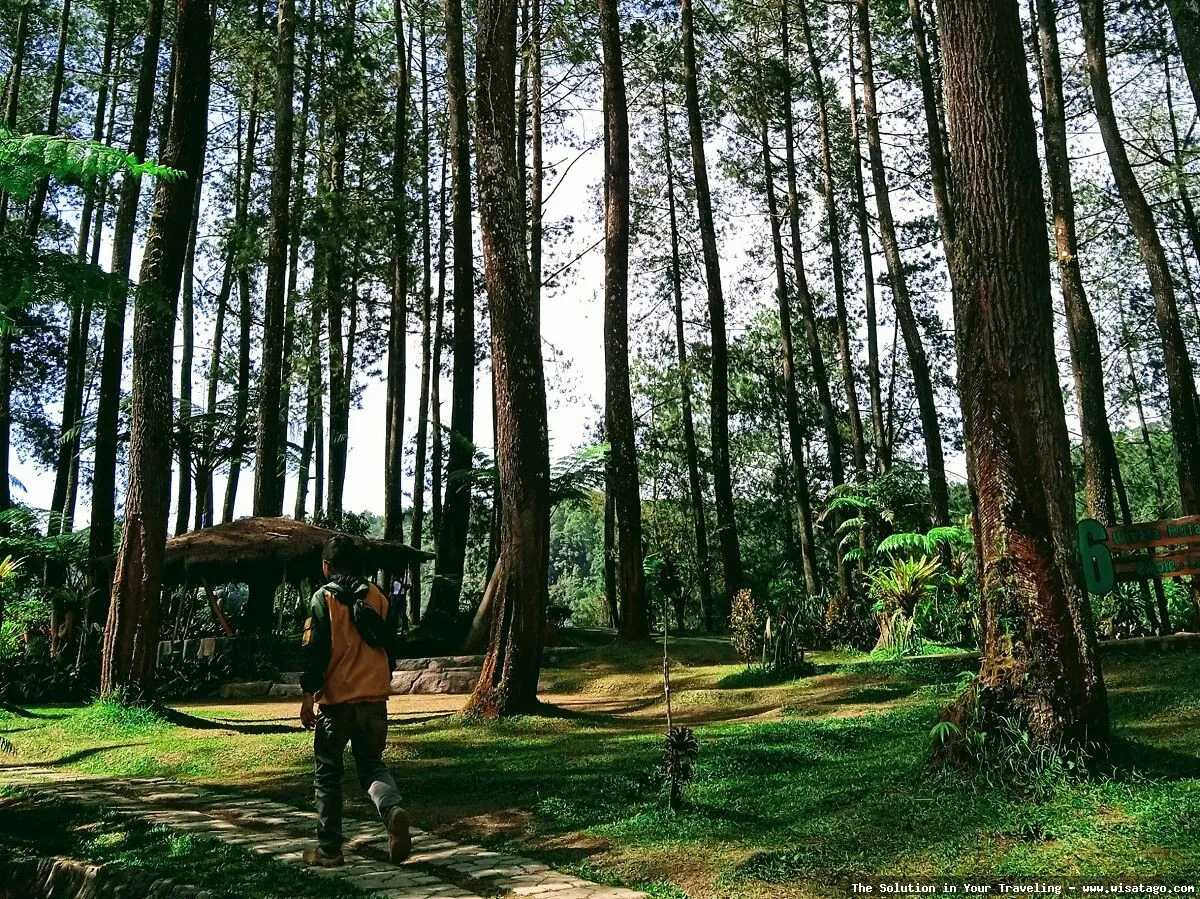 Wisata Hutan Pinus Buntudatu yang asri