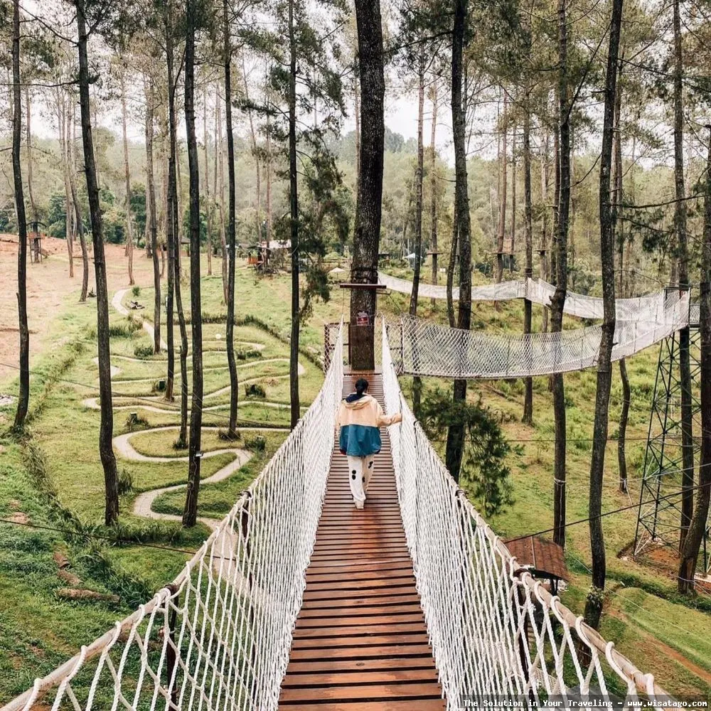 Wisata Hutan Pinus Buntudatu yang mempesona