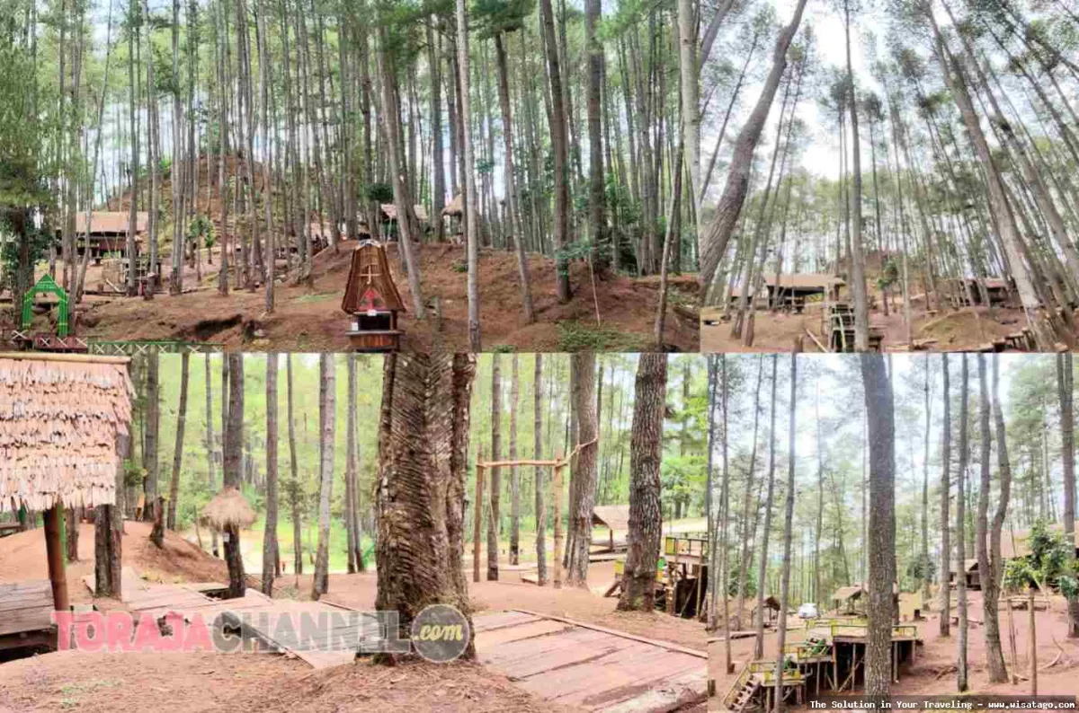 Wisata Hutan Pinus Buntudatu yang mempesona