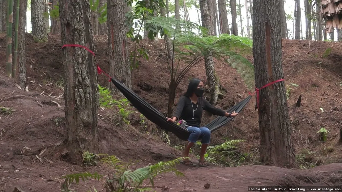 Wisata Hutan Pinus Buntudatu yang asri