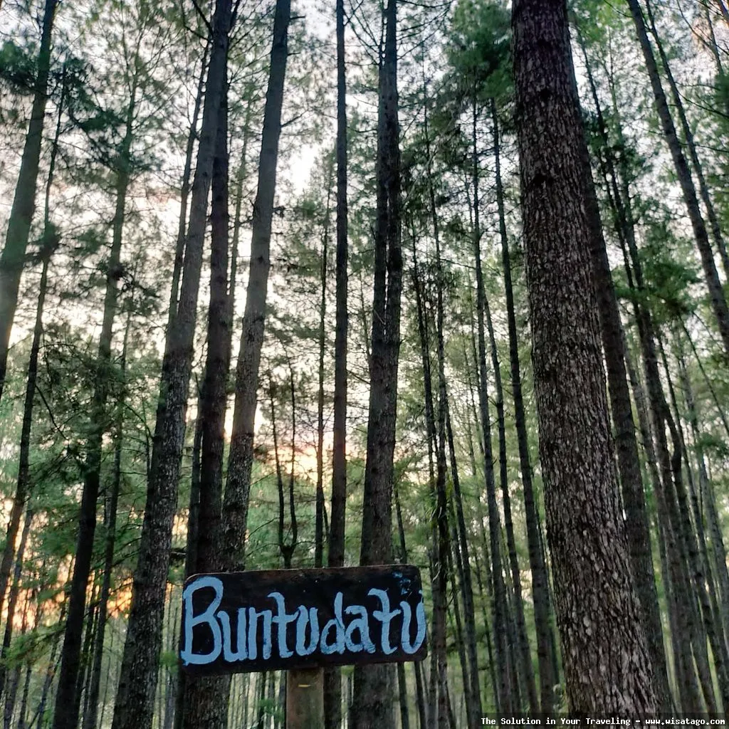 Wisata Hutan Pinus Buntudatu yang asri