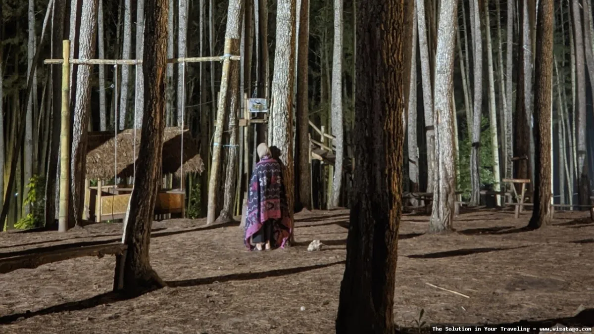 Wisata Hutan Pinus Buntudatu yang asri