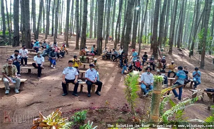 Wisata Hutan Pinus Buntudatu yang asri