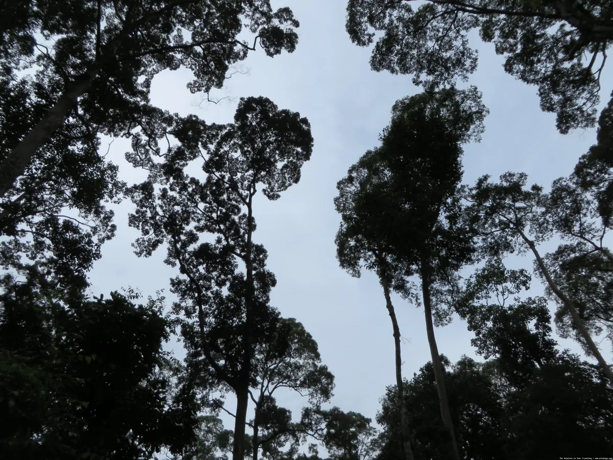 Wisata Hutan Pinus Sanggaran Agung mempesona