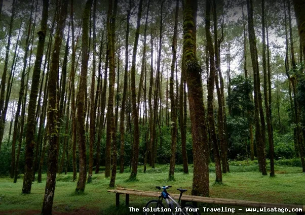 Wisata Hutan Pinus Sanggaran Agung nan indah