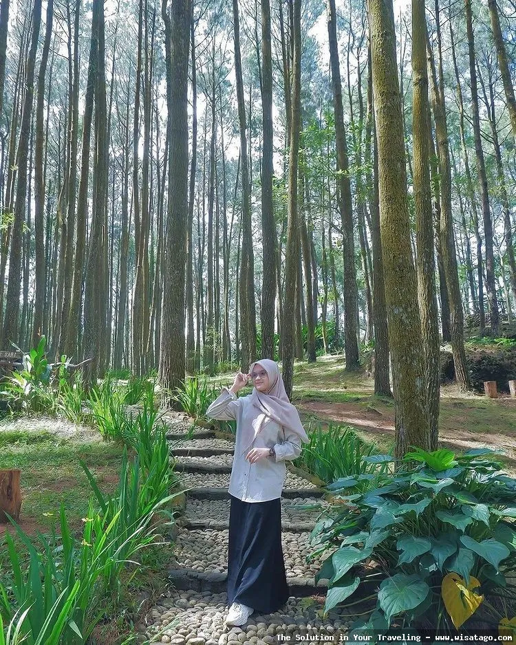 Wisata Hutan Pinus Sanggaran Agung nan indah