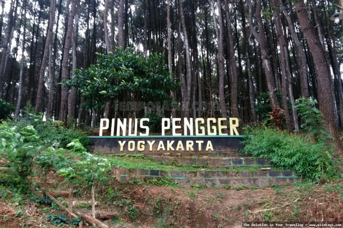 Wisata Hutan Pinus Sanggaran Agung nan indah