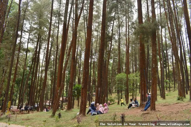 wisata Hutan Pinus Sanggaran Agung nan indah